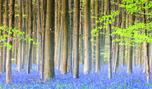 絶景壁紙の旅「ベルギー　フランダース　ハレルボスの森」の壁紙を公開！
