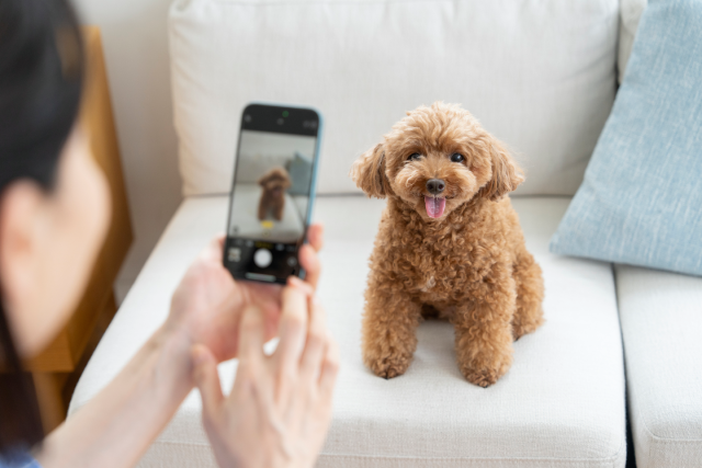 スマホの写真データを失わない！長期保存＆バックアップ整理術