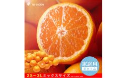 美味しいのに可哀想な”訳ありみかん”！？【伊藤農園のやまきずくん】をFMVキャッシュバックモール経由で購入しよう！