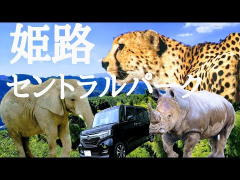 マイカーでサファリ【姫路セントラルパーク】vlog