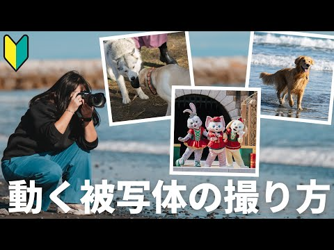 【ペット、ショー、パレード、動物 etc】Nikon Zfで動くものをキレイに撮るコツ、カメラ設定まで徹底解説！