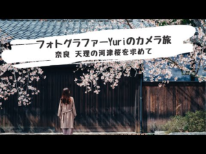 ふんわり写真で楽しむ　奈良天理の桜旅