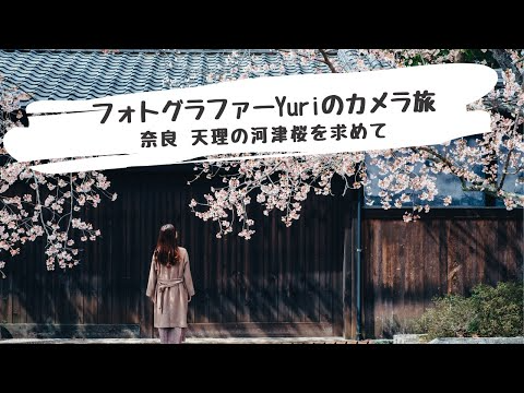 ふんわり写真で楽しむ　奈良天理の桜旅