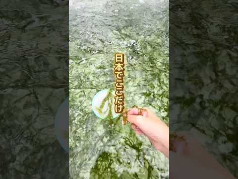 【日本でここだけ🇯🇵】海ぶどうすくい