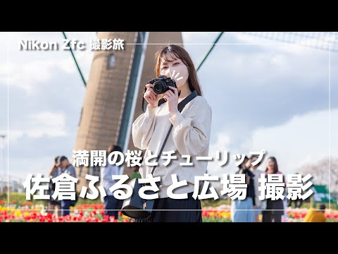 【佐倉ふるさと広場】Nikon Zfcで満開の桜とチューリップを撮影